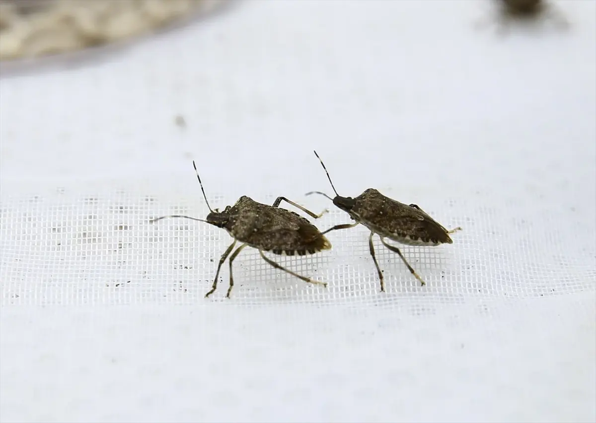 Kahverengi Kokarca ile Biyolojik Mücadele