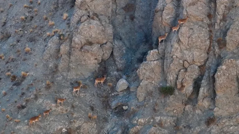 Munzur Dağları’ndaki Dağ Keçileri Drone ile Görüntülendi