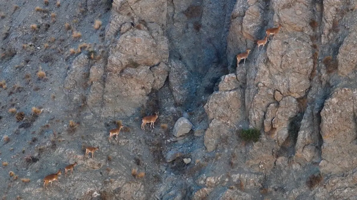 Munzur Dağları’ndaki Dağ Keçileri Drone ile Görüntülendi