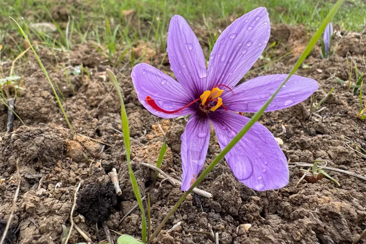 Safranbolu’da 9. Safran Festivali ve Hasadı Gerçekleştirildi