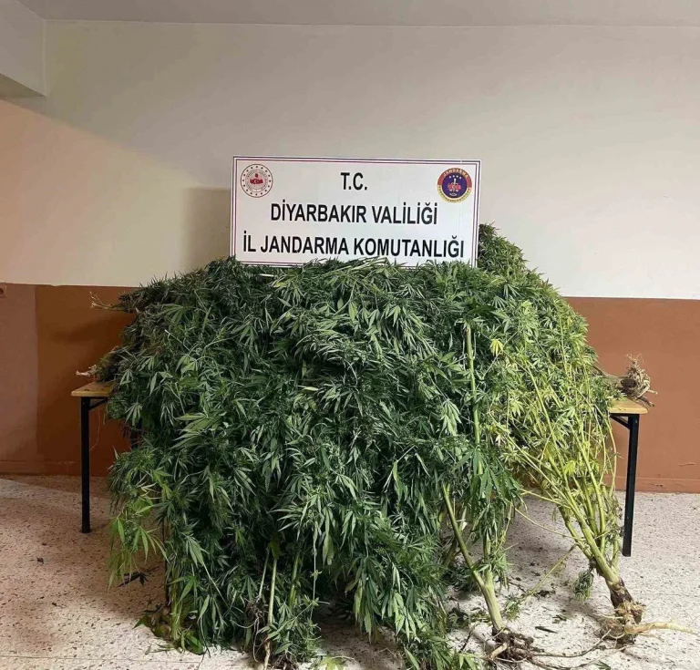 Diyarbakır’da jandarma 57 bin 702 kök kenevir ve 2 kilo 269 gram esrar ele geçirdi